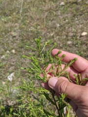 Symphyotrichum × versicolor