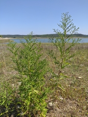 Symphyotrichum × versicolor