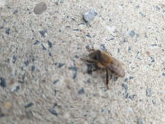 Apis mellifera