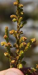 Erica serrata