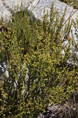 Erica serrata