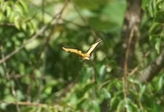 Heraclides androgeus