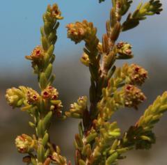 Erica serrata