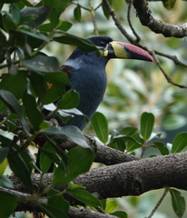 Andigena hypoglauca hypoglauca