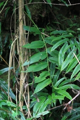 Polygonatum cyrtonema