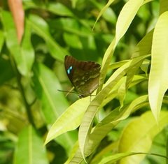 Archaeoprepona demophoon