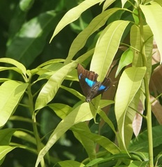 Archaeoprepona demophoon