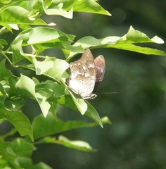 Archaeoprepona demophoon