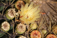 Macrotera
