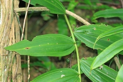 Polygonatum cyrtonema