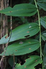 Polygonatum cyrtonema
