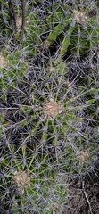 Ferocactus flavovirens