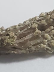 Cladonia cariosa