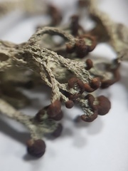 Cladonia cariosa