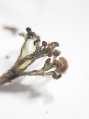 Cladonia cariosa