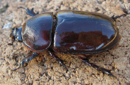 Boas Rhinoceros Beetle