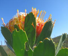 Leucospermum pluridens