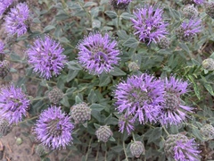 Monardella odoratissima discolor