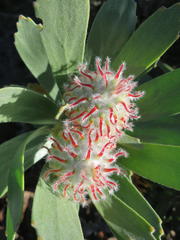 Leucospermum pluridens