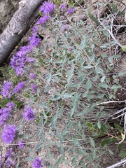 Monardella odoratissima discolor