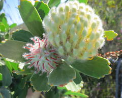 Leucospermum pluridens