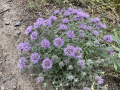 Monardella odoratissima discolor