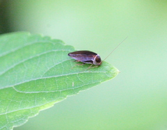 Sorineuchora nigra