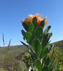 Leucospermum pluridens