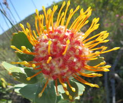 Leucospermum pluridens