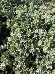 Nolana crassulifolia