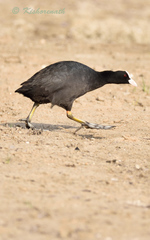 Fulica atra