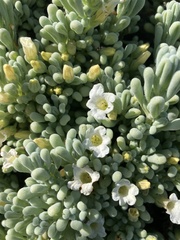 Nolana crassulifolia