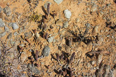 Richtersveldia columnaris