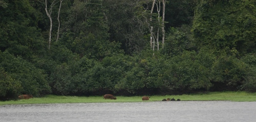 Forest Buffalo