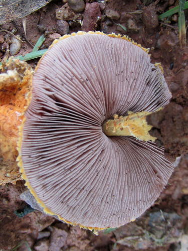 scaly tangerine mushroom