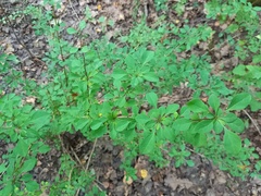 Berberis thunbergii