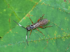Cratichneumon subfilatus