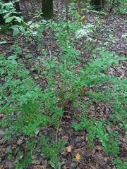 Berberis thunbergii