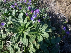 Echium rosulatum davaei