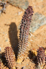 Richtersveldia columnaris