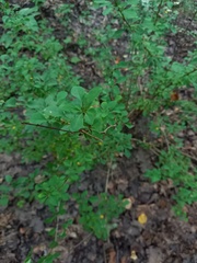 Berberis thunbergii
