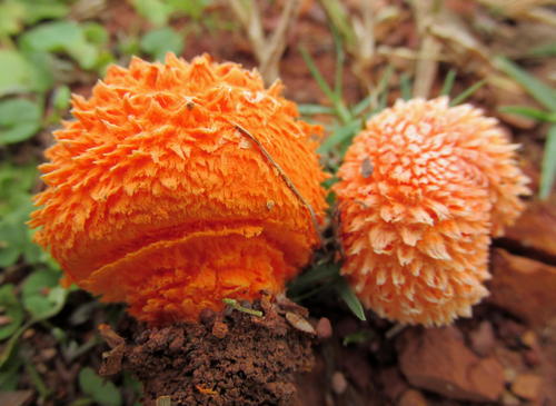 Cystoagaricus trisulphuratus image