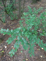 Cotoneaster lucidus
