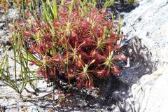 Drosera glabripes