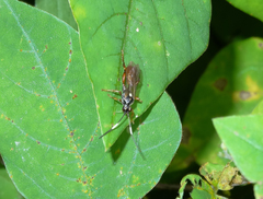 Cratichneumon subfilatus