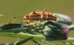 Stictopleurus scutellaris