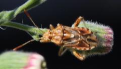 Stictopleurus scutellaris