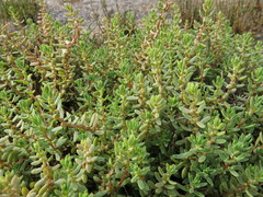 Suaeda novae-zelandiae