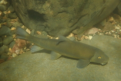 Catostomus insignis