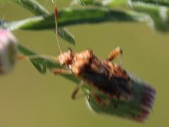 Stictopleurus scutellaris